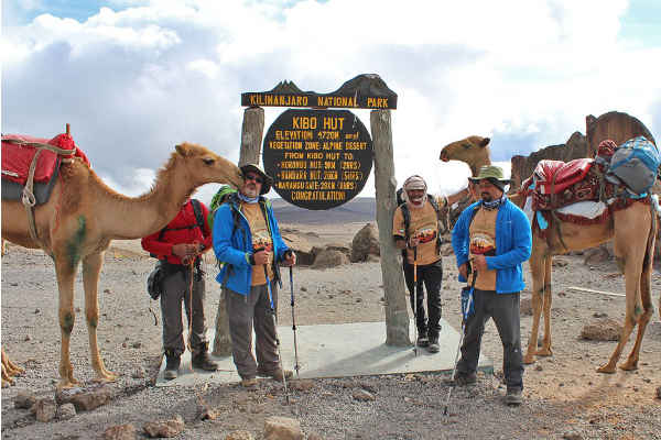 Camels Kilimanjaro