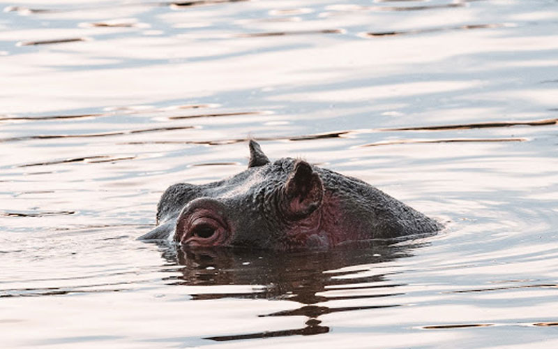 hippo safari animals tanzania