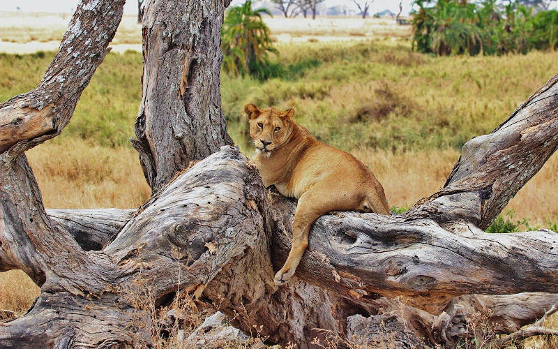 serengeti-tanzania