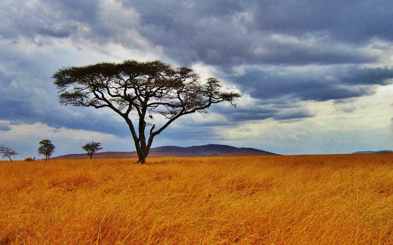 Acacia tree in the Serengeti Plains