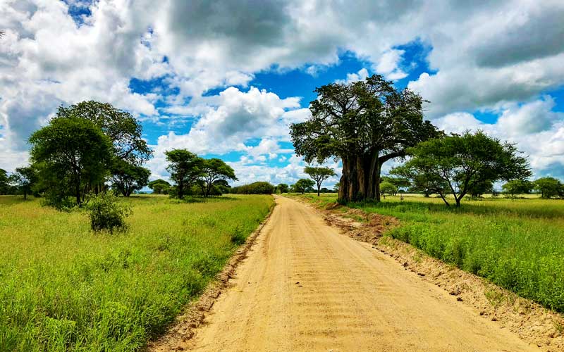 Baobab-trees-dirt-road-tanzania-safari