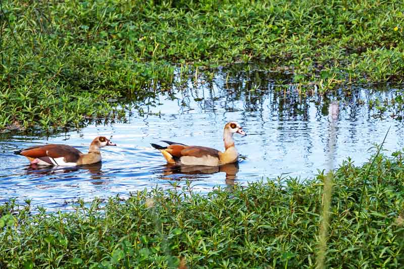 Birds-water-swamps