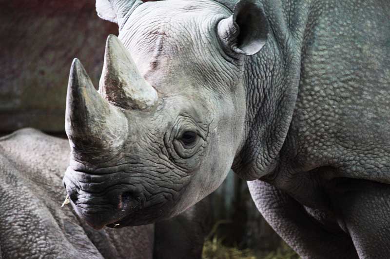 Black-Rhino-safari-tanzania-animals