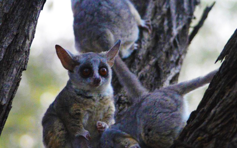 Bushbaby-in-a-tree