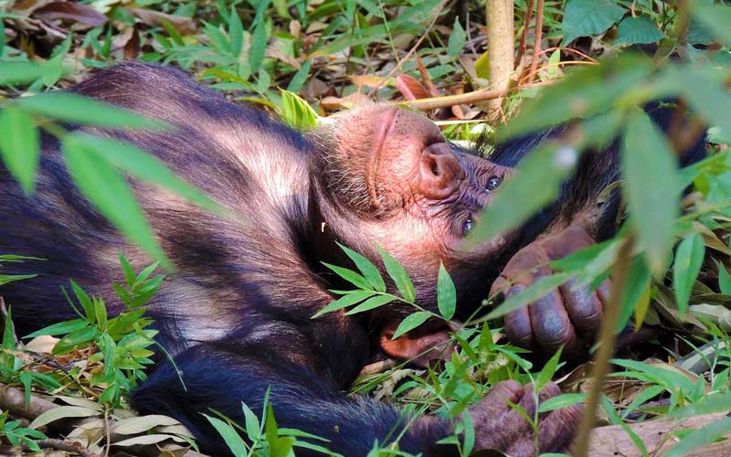 Chimp-trekking-in-Tanzania