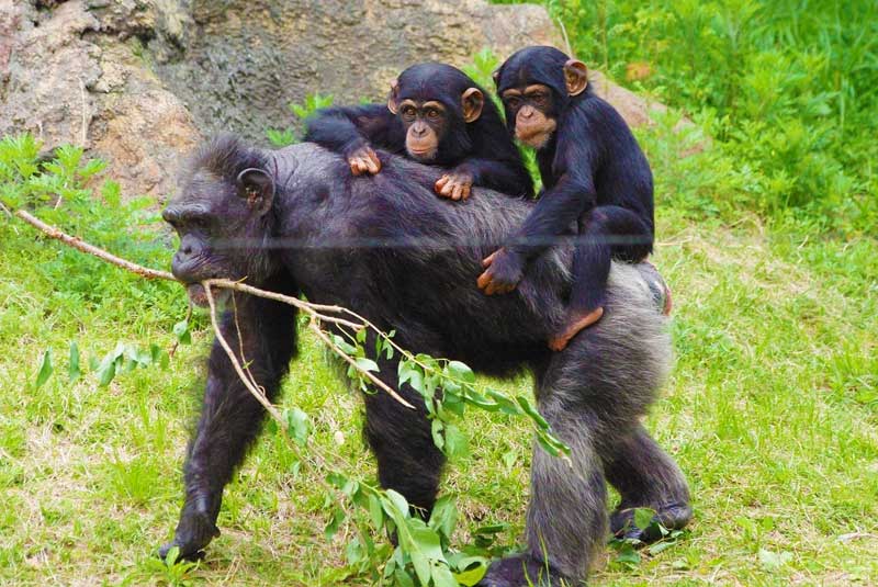 Chimpanzee-trekking-in-Tanzania