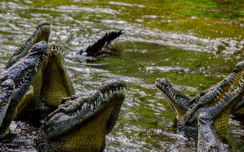 Crocodiles-in-water