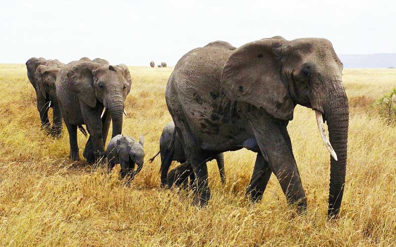 Elephant-family-with-baby-elephant