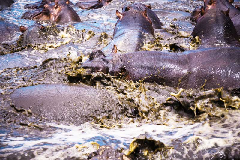 Hippos-in-water