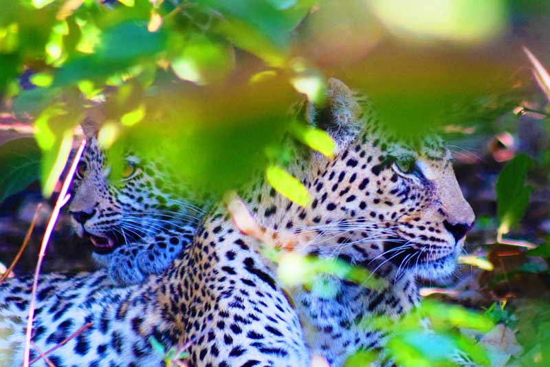 Leopards-in-bushes