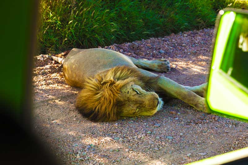 Lion-outside-safari-vehicle