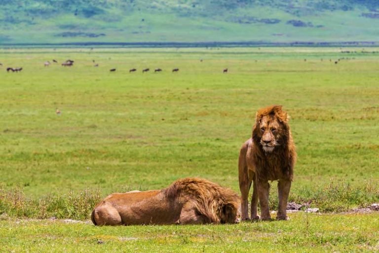 Ngorongoro-Crater-Lions