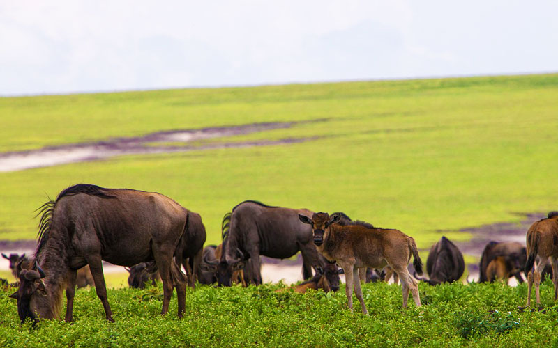 Ngorongoro-Wildebeest-Calving-Calf