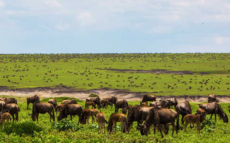 Ngorongoro-wilderbeest-herds