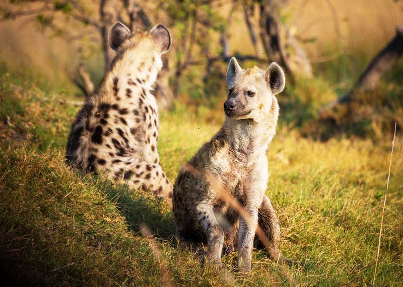 Spotted-hyena-safari-animals-tanzania