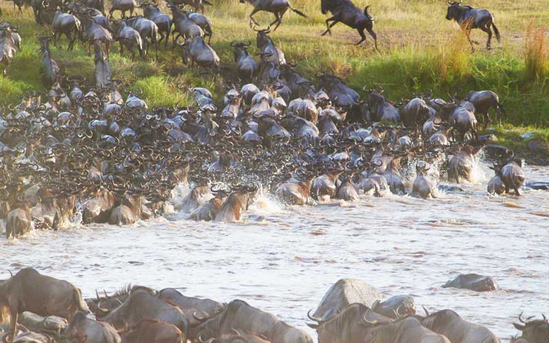 Great Wildebeest Migration River Crossing in Serengeti