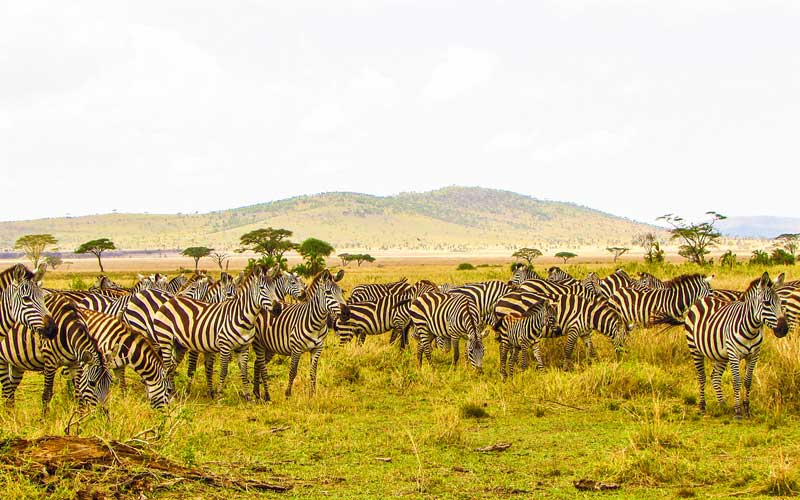 Zebra-Herd