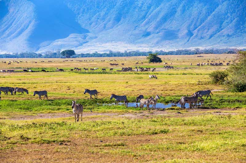 Zebra-Herds-Ngorongoro