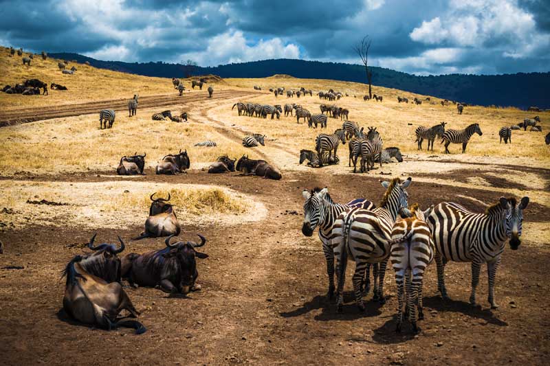 Zebra-and-Wildebeest-Migration