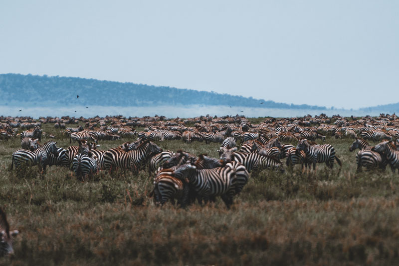 Zebra-herds-migration