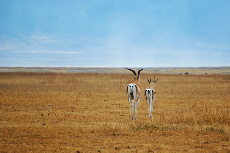 antelope-springbok