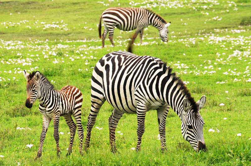 baby-zebra-calf-calving