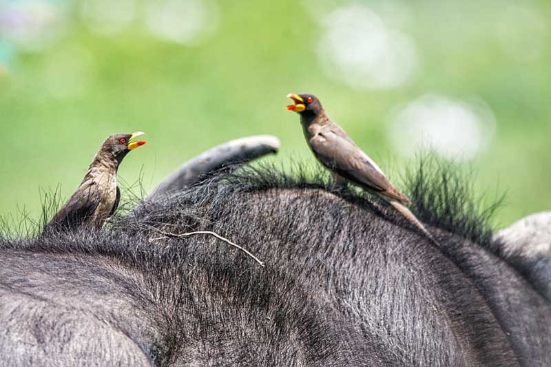 birds-on-top-of-buffalo-tanzania-animals-safari