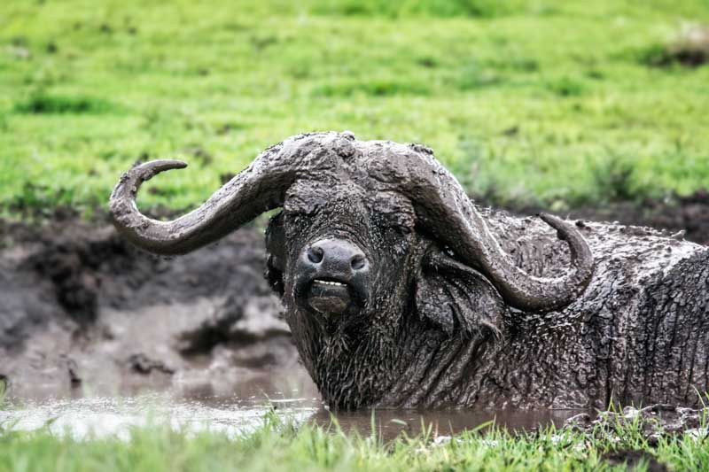 buffalo-in-mud-tanzania-safari