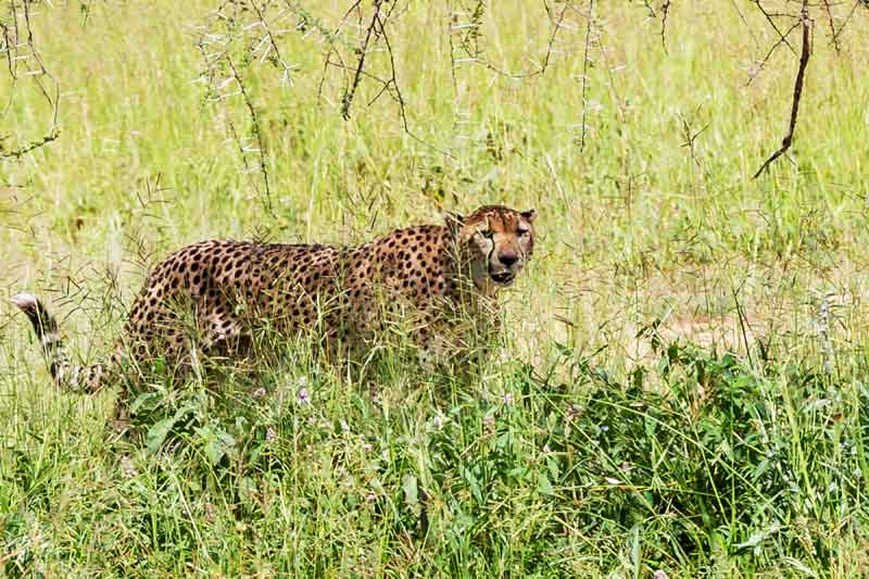 cheetah-in-grass-tanzania