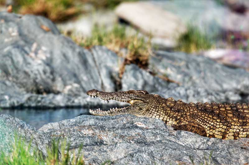 crocodile-river-tanzania