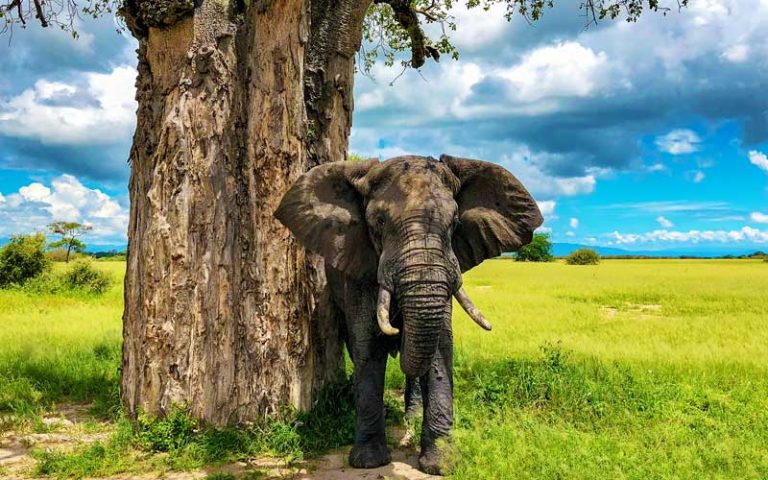 elephant-baobab-tarangire-national-park