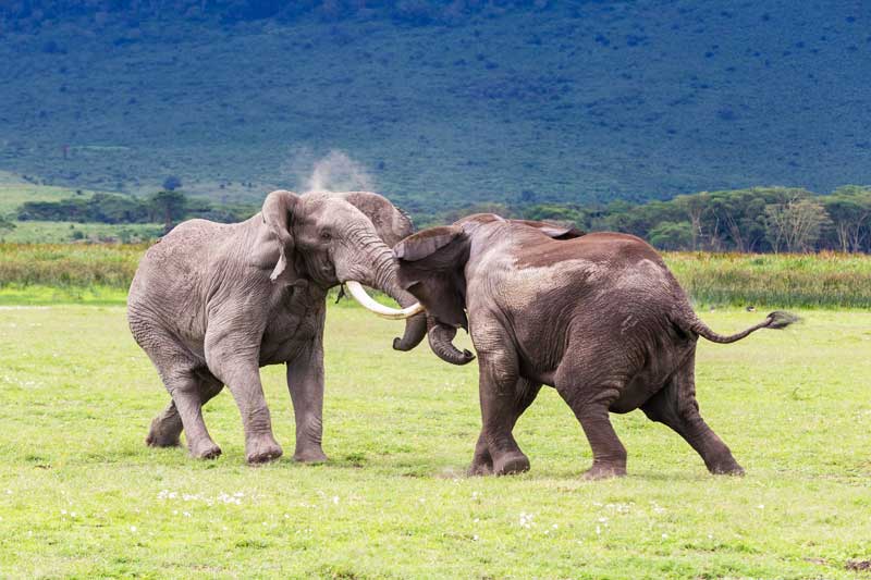 elefanter-fight-tanzania-djur-safari