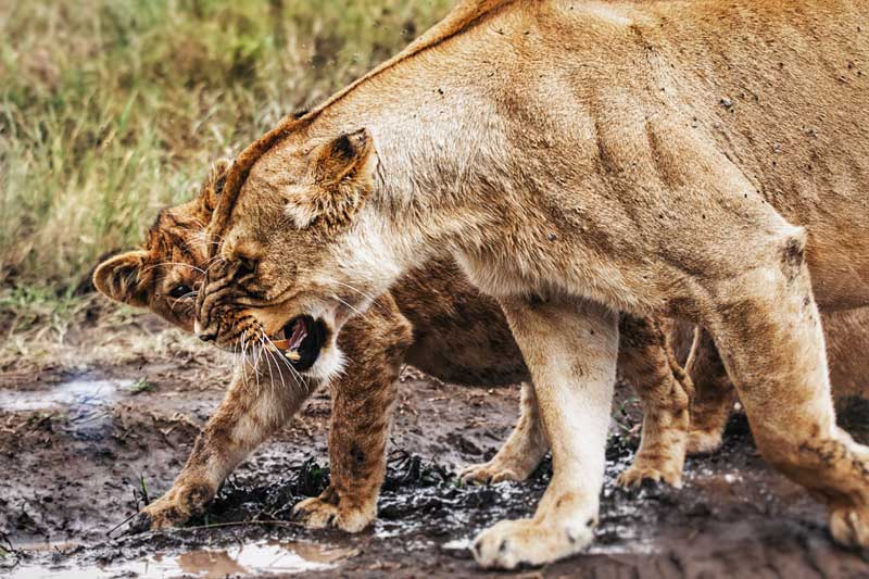 female-lion-lioness-tanzania