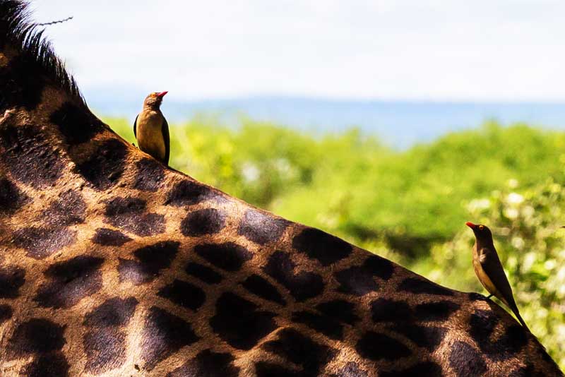 giraffe-back-birds-animals-safari-tanzania