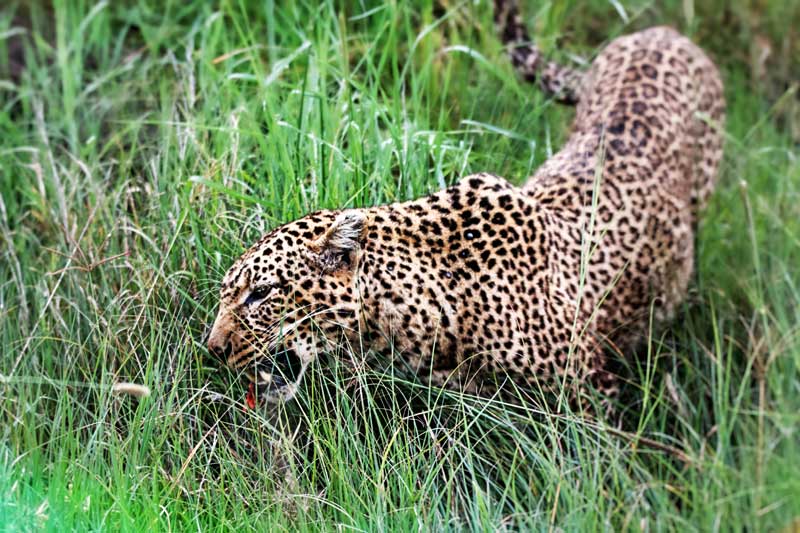 leopard-in-grass-hunt-tanzania