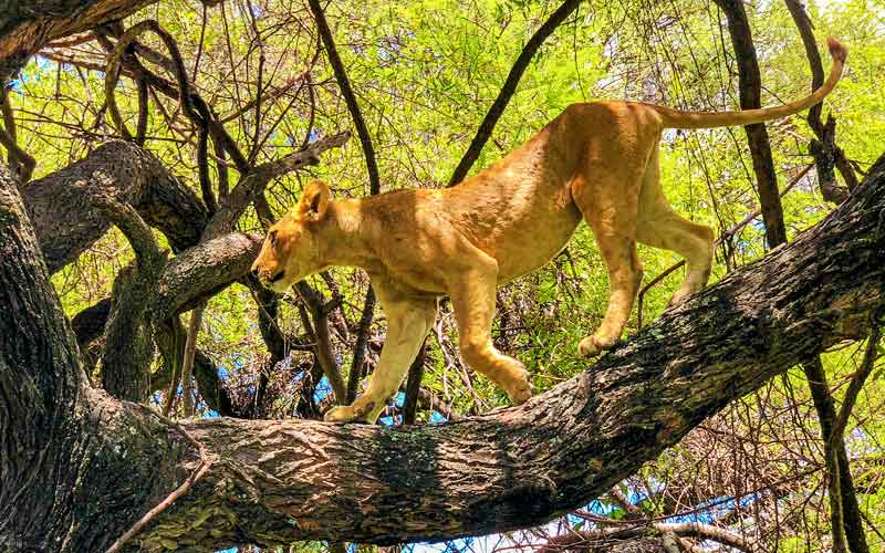 lion-tree-climbing