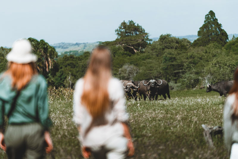 safari-watching-buffalo-herd-tanzania-animals