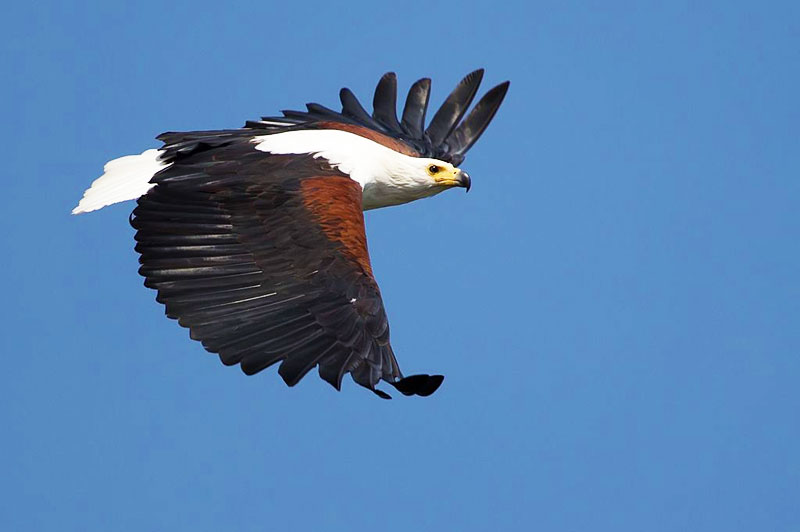 African fish eagle