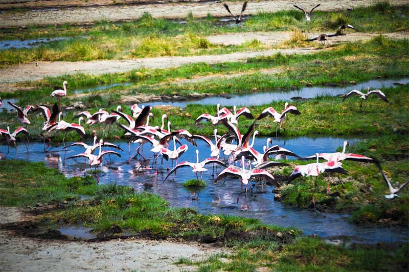 Arusha-National-Park-Flamingos