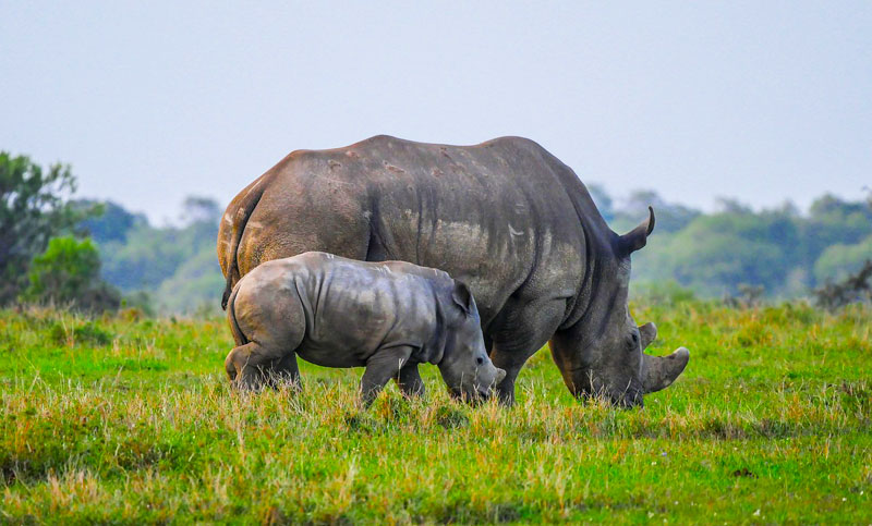 Black-Rhino-with-baby