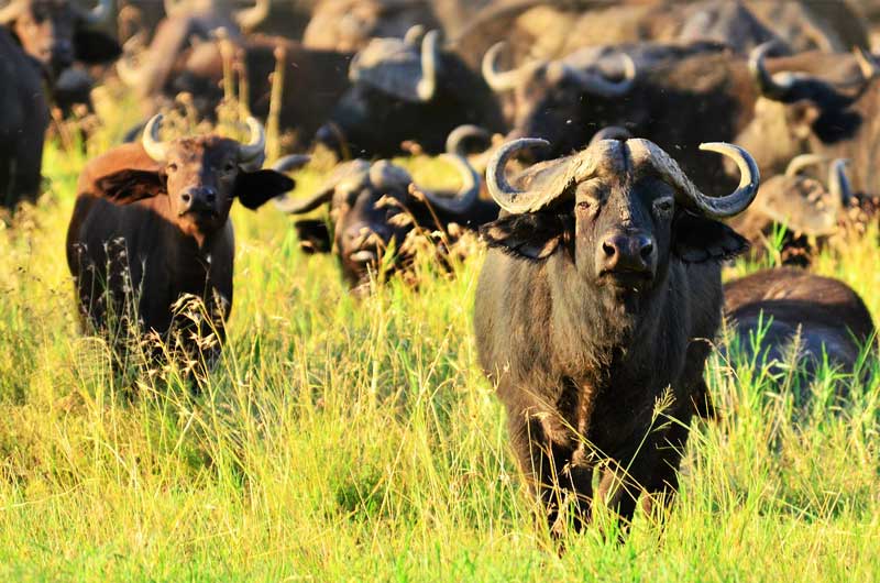 Buffalo-Herd-grass