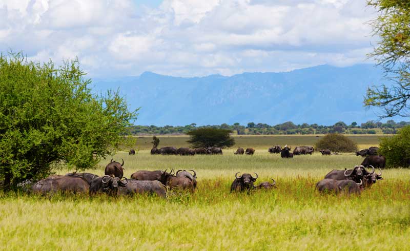 Buffalo-in-grass