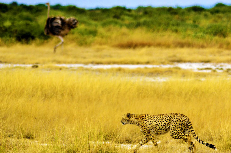 ruaha best time for safari