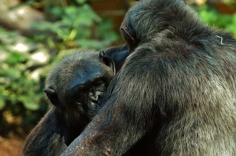 Chimpanzee-hug Chimpanzee-hug