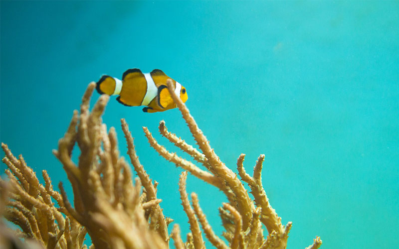 Clownfish-Indean-Ocean