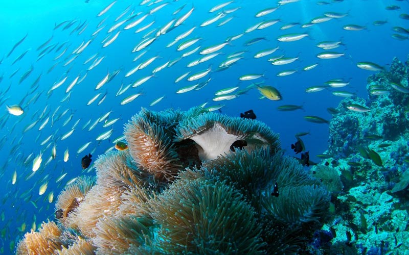 Coral-Reef-fish-Zanzibar