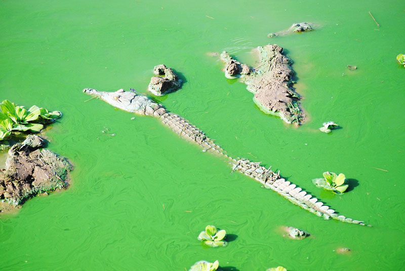 Crocodile-in-river-green