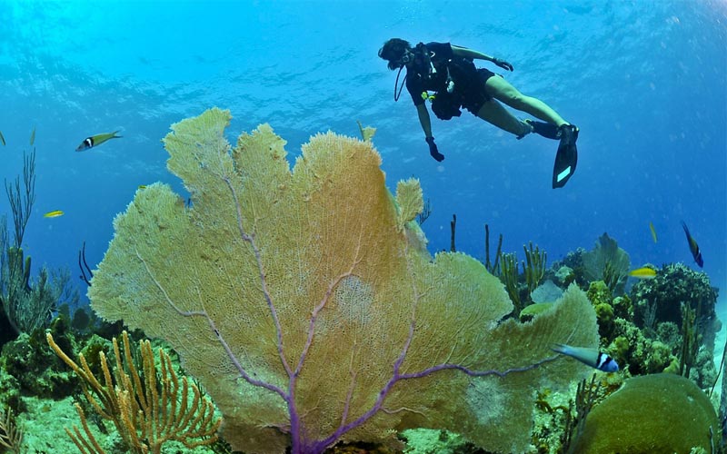 Diving-Zanzibar-Coral