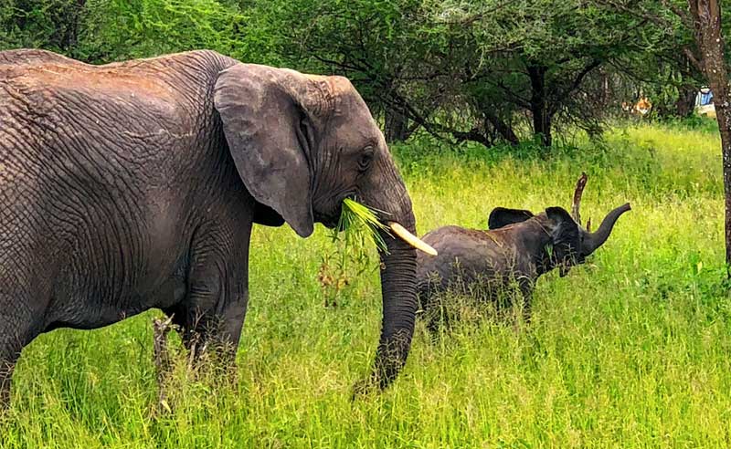Elephant-with-baby