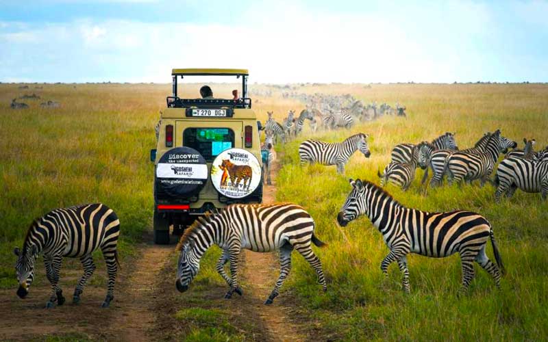 Gosheni Safaris